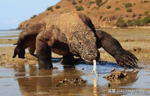 科莫多龙岛图片,科莫多恐龙爬行巨兽
