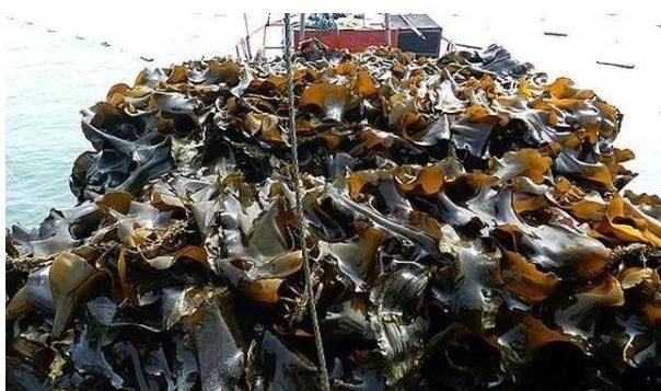 海带打个结什么意思,海带打成一个结怎么做