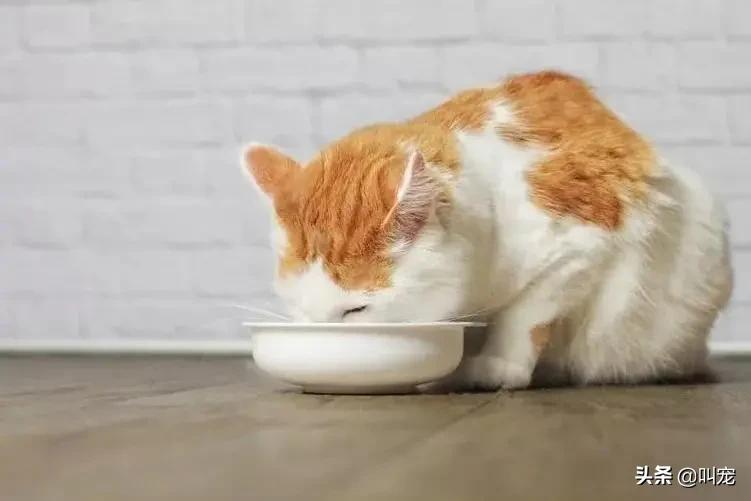 猫食碗每天都要清洗吗,猫咪碗盆脏了用什么洗