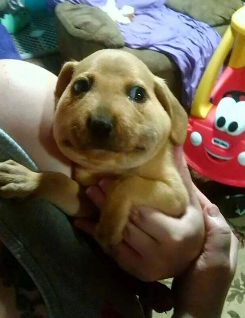 老是被蜜蜂蛰的狗狗怎么办,盘点狗狗被蜜蜂蛰的名场面