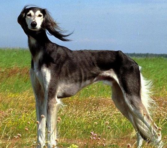 6大狗狗是狗界中的长腿欧巴,狗界中最败家的6大狗狗