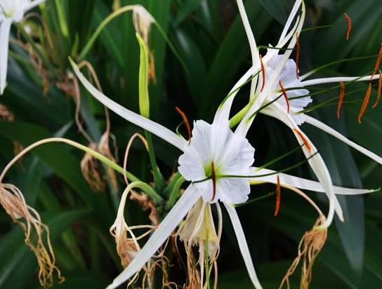 文殊兰在室内能生长吗,文殊兰种球如何栽种