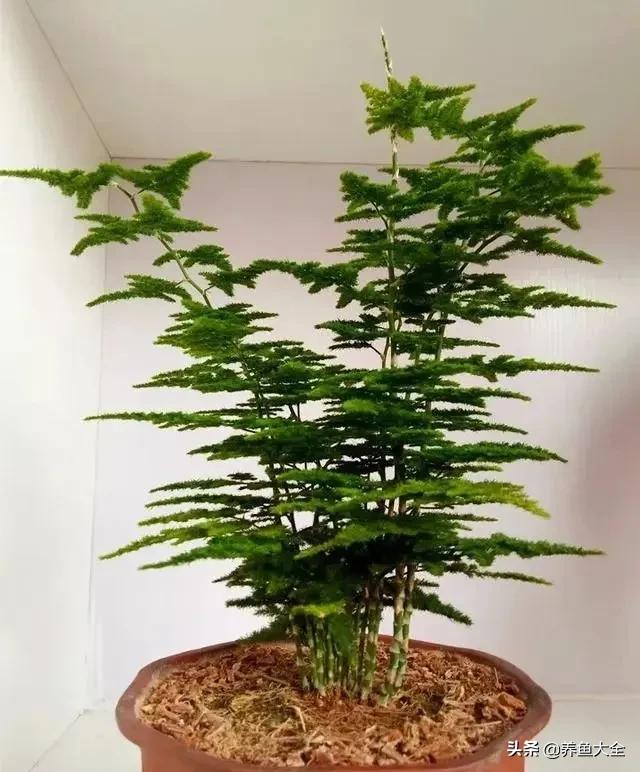 花卉盆栽的造型和修剪技术,盆栽花卉修剪方法