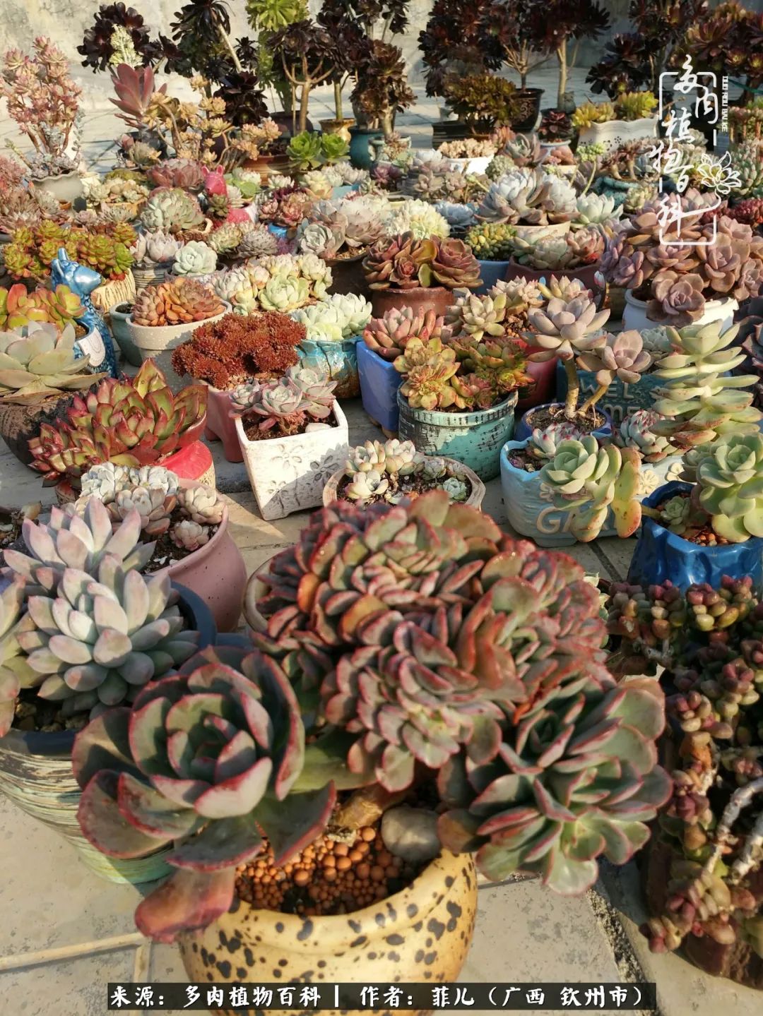 多肉相伴的感悟,与多肉为伴的时光真的很美好