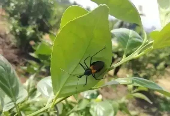 柑橘粉蚧虫图解,柑橘食蝇虫图片