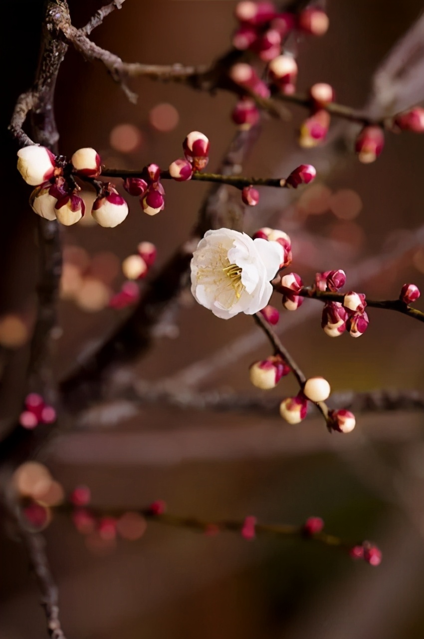 苏州西山有什么好的农家乐,苏州西山农家乐春节五日游