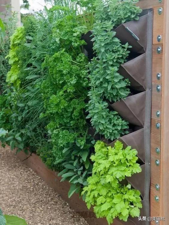 怎样在纸上种菜,纸上种菜的技术很简单