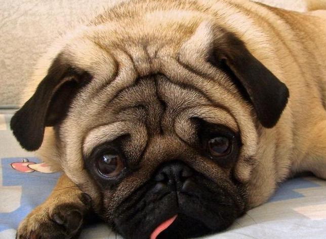 如何养好巴哥狗,养好巴哥