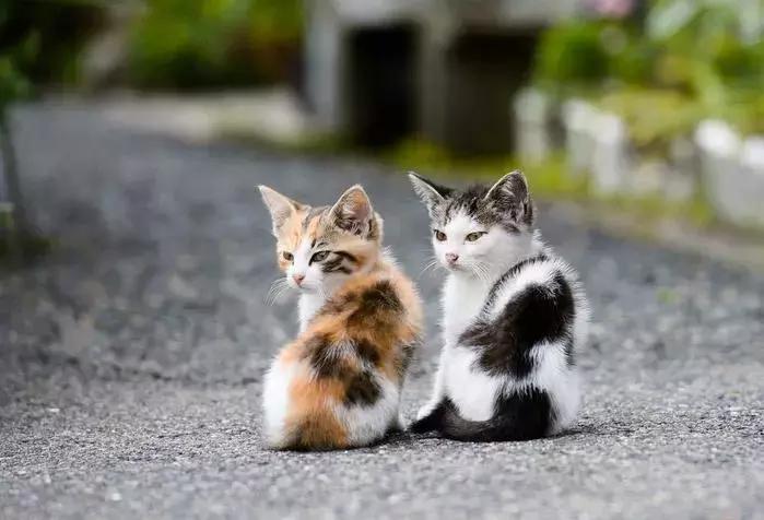 幼猫乱尿怎么纠正,幼猫乱拉大小便怎么教育