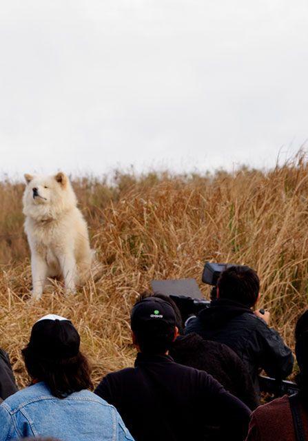 日本网红狗狗去世,日本狗死了