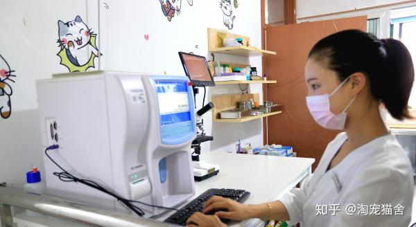 养一只布偶猫是什么感受啊,布偶猫好养吗有什么优点