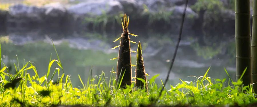 雨后春笋儿童画,儿童画雨后春笋