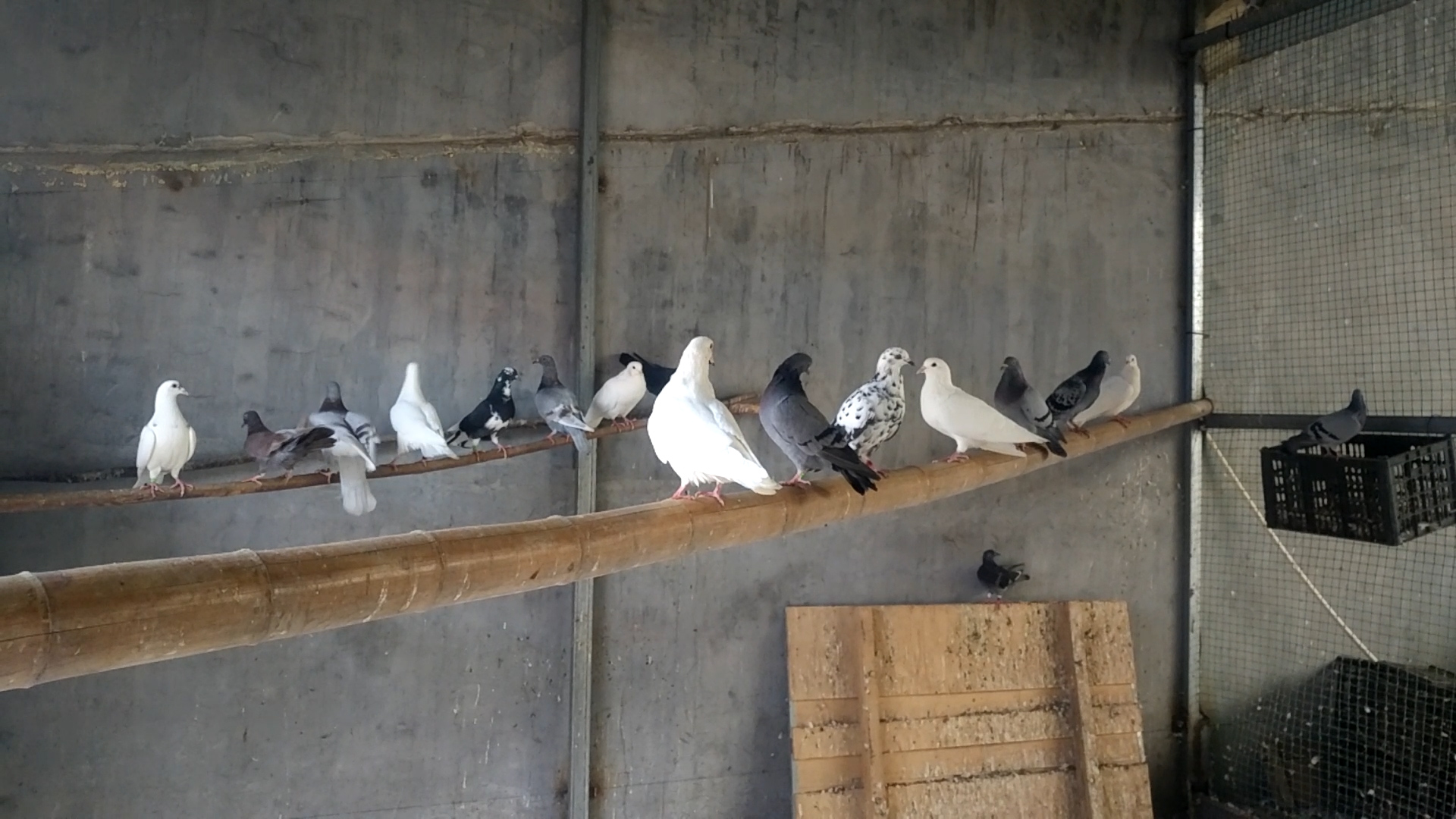 母鸽不产蛋有什么好的治疗办法,母鸽下完蛋被拿走了多久能再下蛋