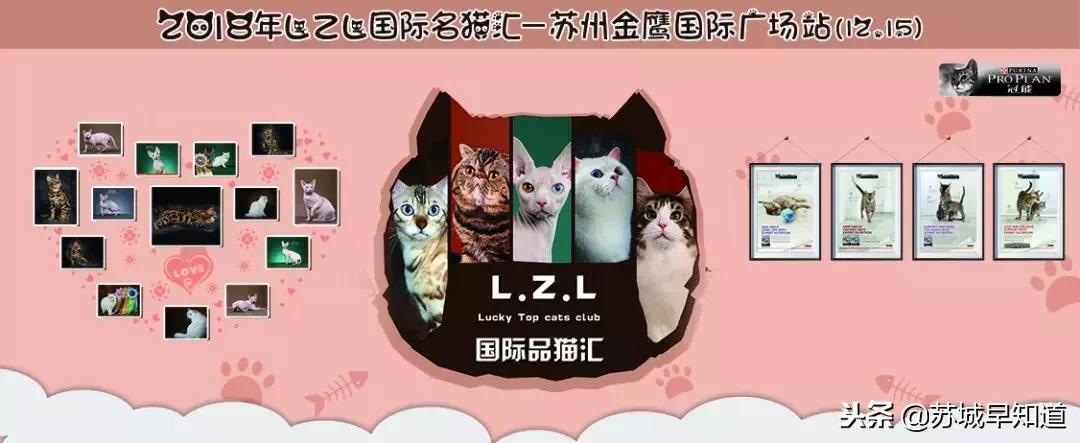 周末喵力四射!国际品猫汇,来吸猫!卢米埃影城18元看龙猫!