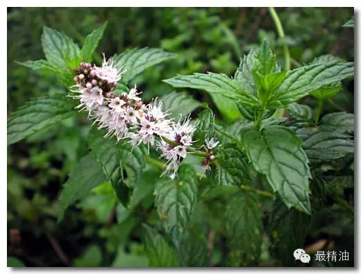 薄荷家族成员照片,薄荷家族惊艳亮相