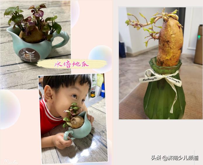 幼儿园红薯生成课活动方案,幼儿园科学教案红薯的成长过程