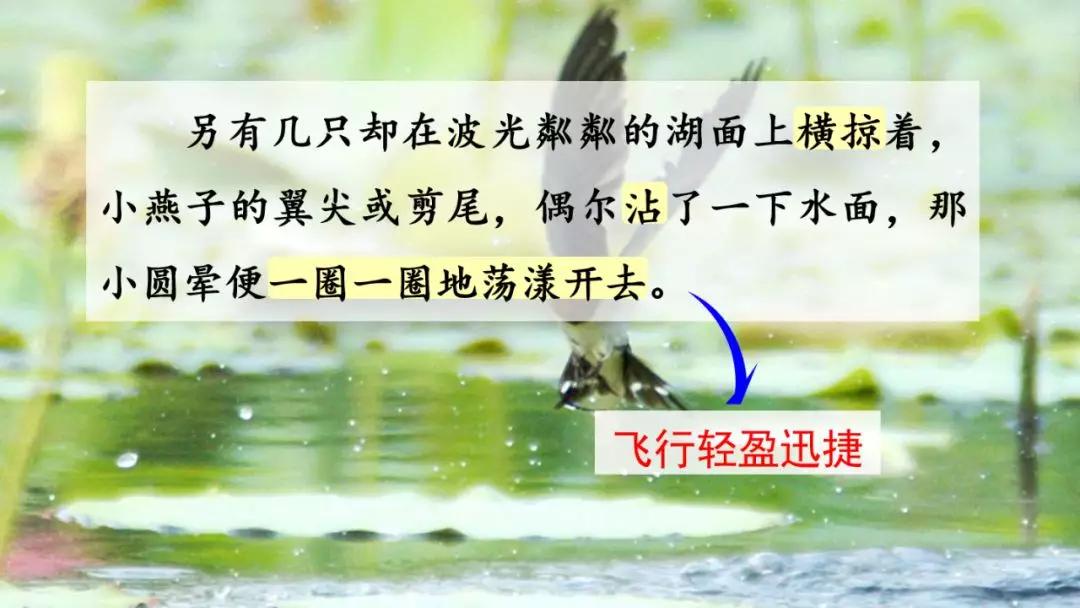 语文三年级下册燕子课文解析,三年级语文下册第2燕子课文重点