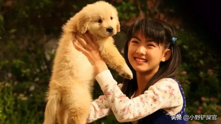 盘点金毛犬的优点和缺点,金毛欢迎光临