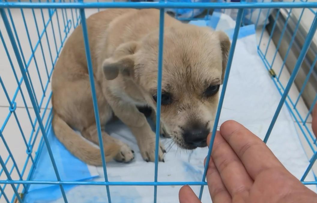 东北:因息肉,小奶狗被赶出家门成为流浪狗,获救后狗狗成功逆袭