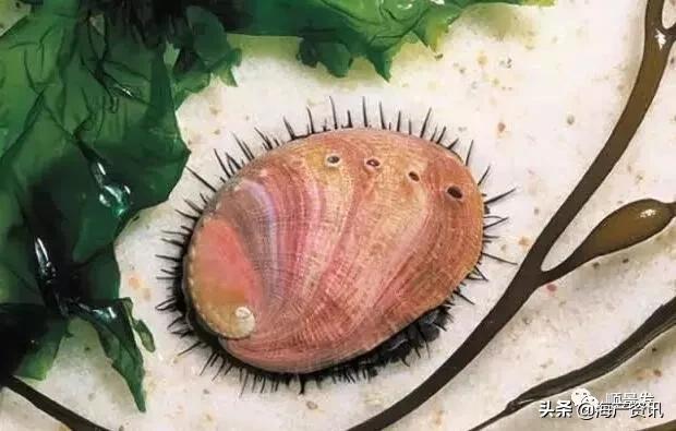 各国海鲜大盘点,今年过年最值得入手的海鲜