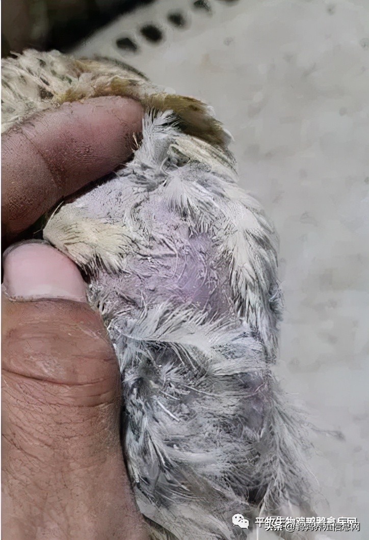 鹌鹑掉毛是什么意思,40日龄的鹌鹑掉毛正常吗