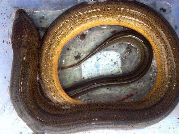 为什么河岸边石头缝里钓到的黄鳝更肥更大?老头给了我答案