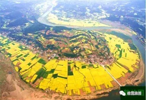 四川过年油菜花风景视频,3月去四川哪里看油菜花