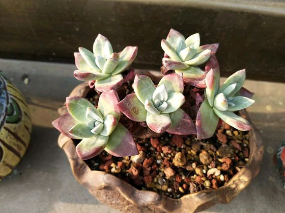 新手养多肉的方法和技巧视频,要想多肉养得又肥又大用什么方法