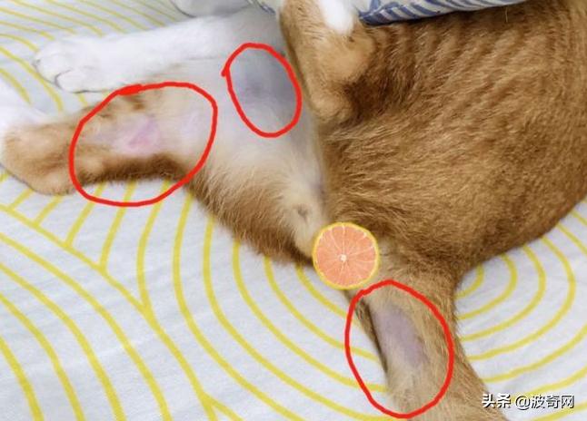 猫上了床有一股很臭的味道找不到,为什么猫的屁股碰到床单就臭