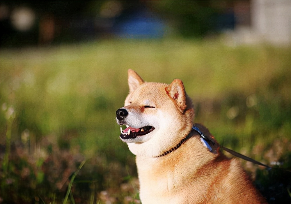 呕吐狗狗,狗狗呕吐不停吃草怎么回事