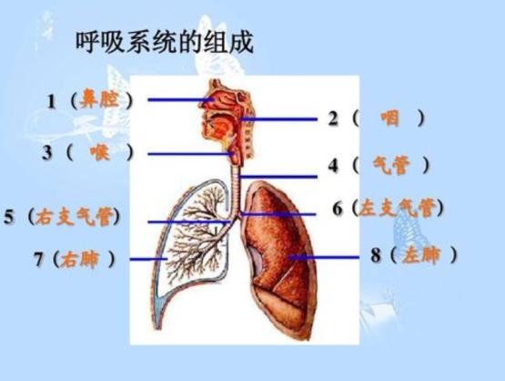 猫毛会被吸入婴儿鼻子,猫毛会入肺的新闻