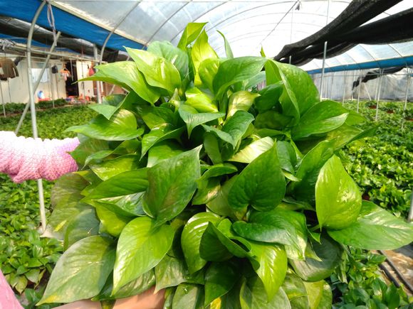 不会养绿萝怎么办,不会养花的看这8种花