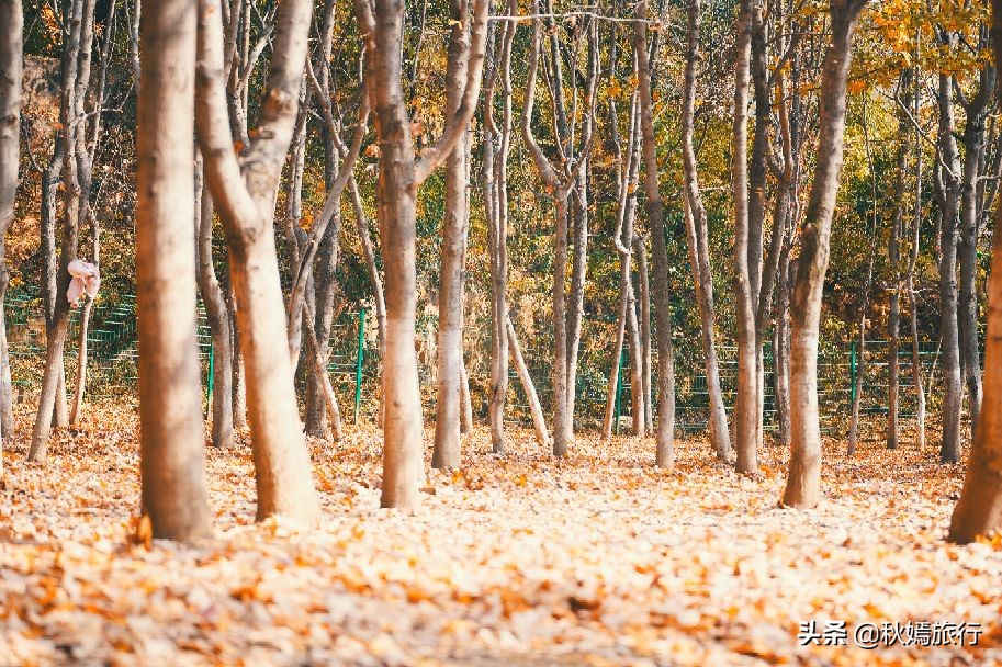 常熟网红枫林秋意盎然，游客络绎不绝，百年老店五道菜肴165元
