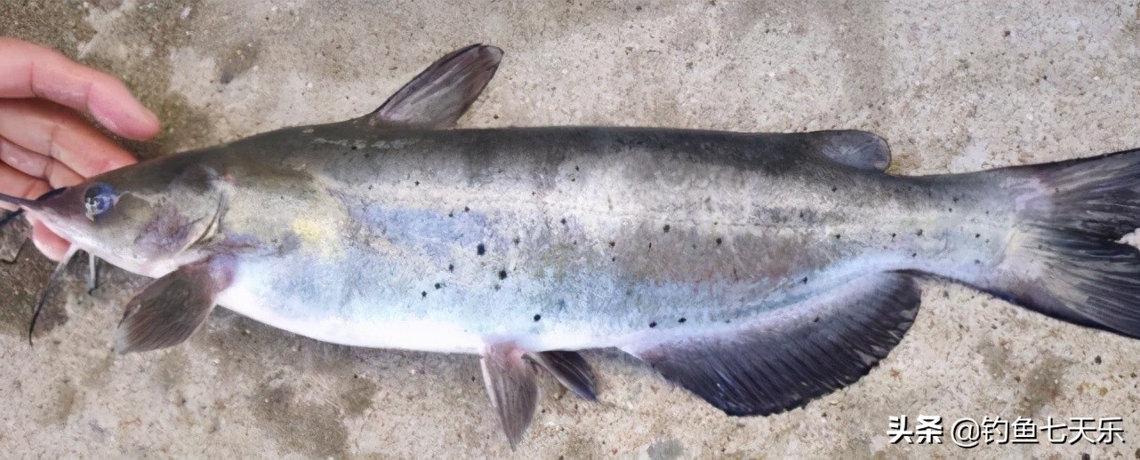 奔波儿灞是条什么鱼,奔波儿灞鱼