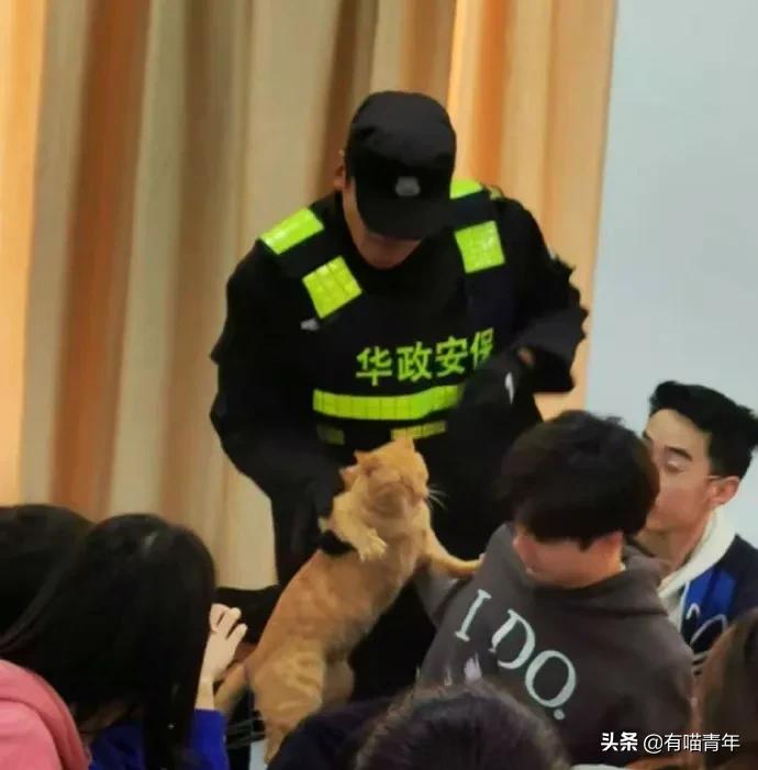 北大猫咪图鉴,中国人民大学猫咪图鉴