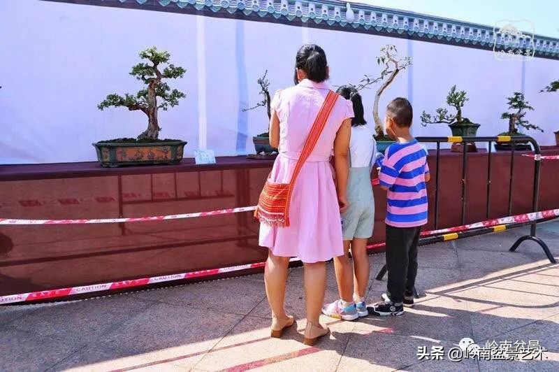 广东的盆景有哪些,适合广东玩的盆景