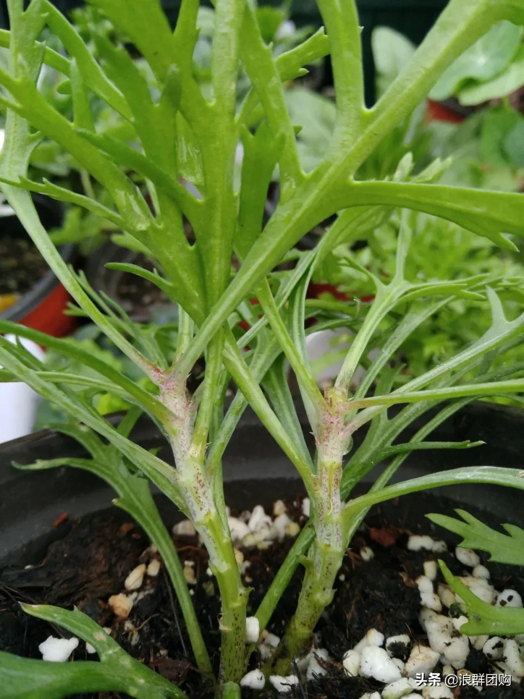 玛格丽特从打顶到爆盆，干货分享