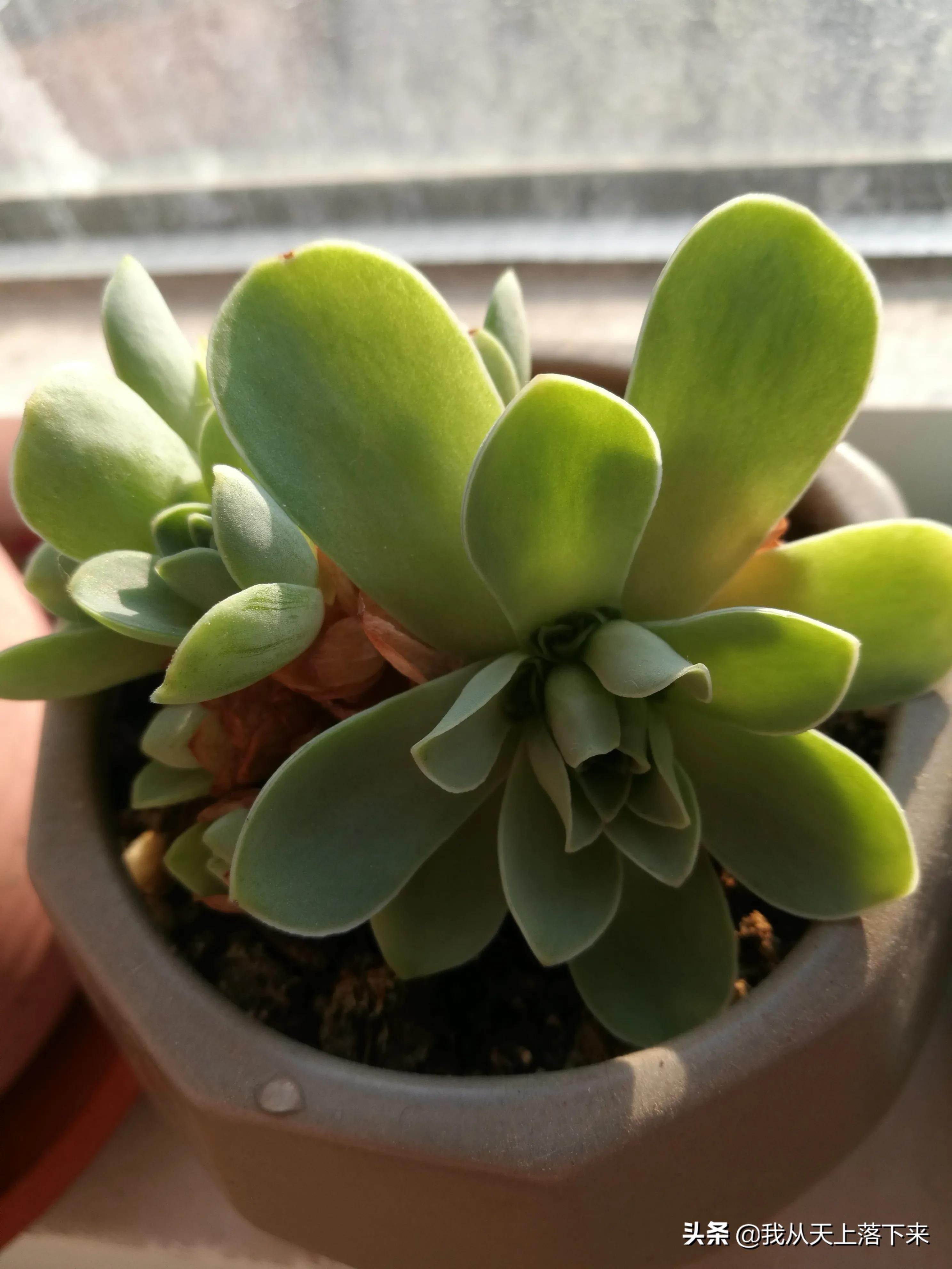 89种常见多肉植物品种图，实物拍摄，还不认识的小伙伴赶紧收藏好