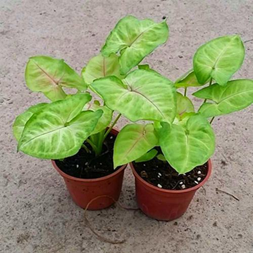 合果芋叶子蔫,合果芋叶子有斑点怎么办