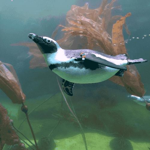 企鹅没有毛还能生活在北极,企鹅没有冰能生活吗