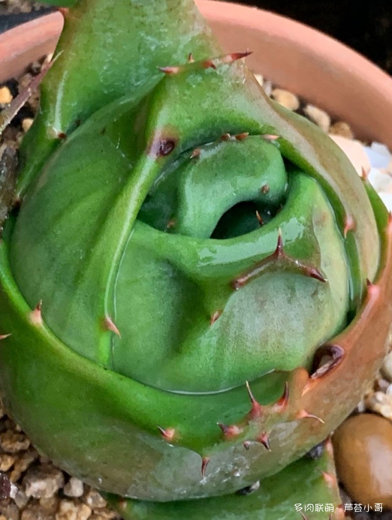 平时消炎的芦荟品种,生活中芦荟品种