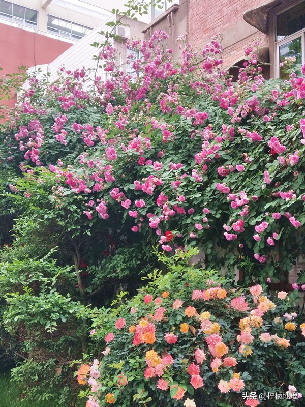 街拍中国北中轴路上看放花的人们,西安哪条街花好看