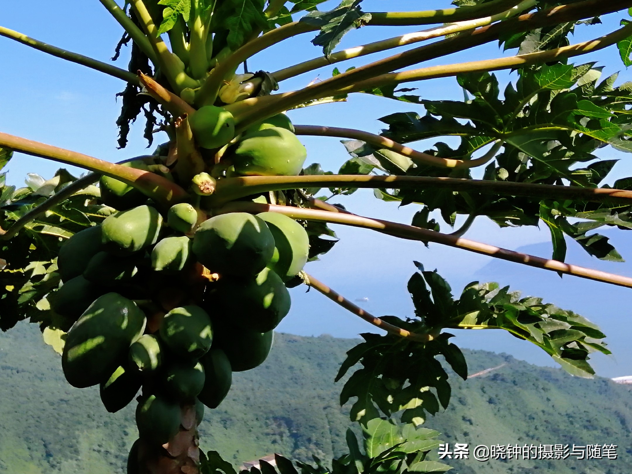 越南哪些水果贵,越南都有哪些好吃的水果