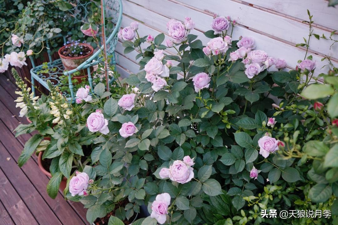 如何打造四季开花的花园,如何打造四季都有花的花园