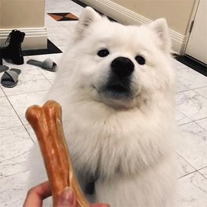 萨摩耶可爱背后的真相你了解吗,养萨摩耶的真实心酸