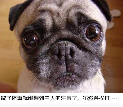 狗喜欢睡在自己的尿里怎么办,幼狗容易尿在自己窝里吗