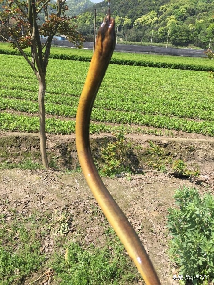 钓黄鳝老是脱钩什么原因,怎样钓黄鳝上钩快且不会脱钩