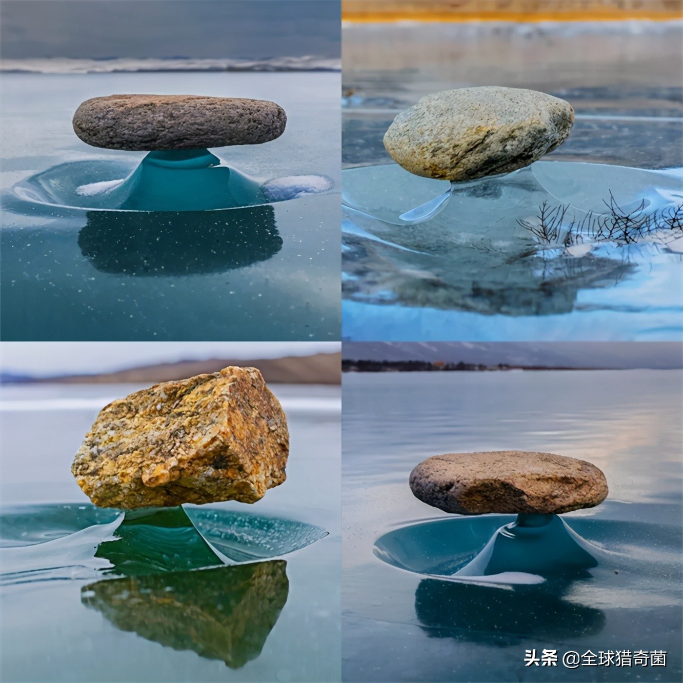 活久见的奇妙动物照片,活久见的神奇图片