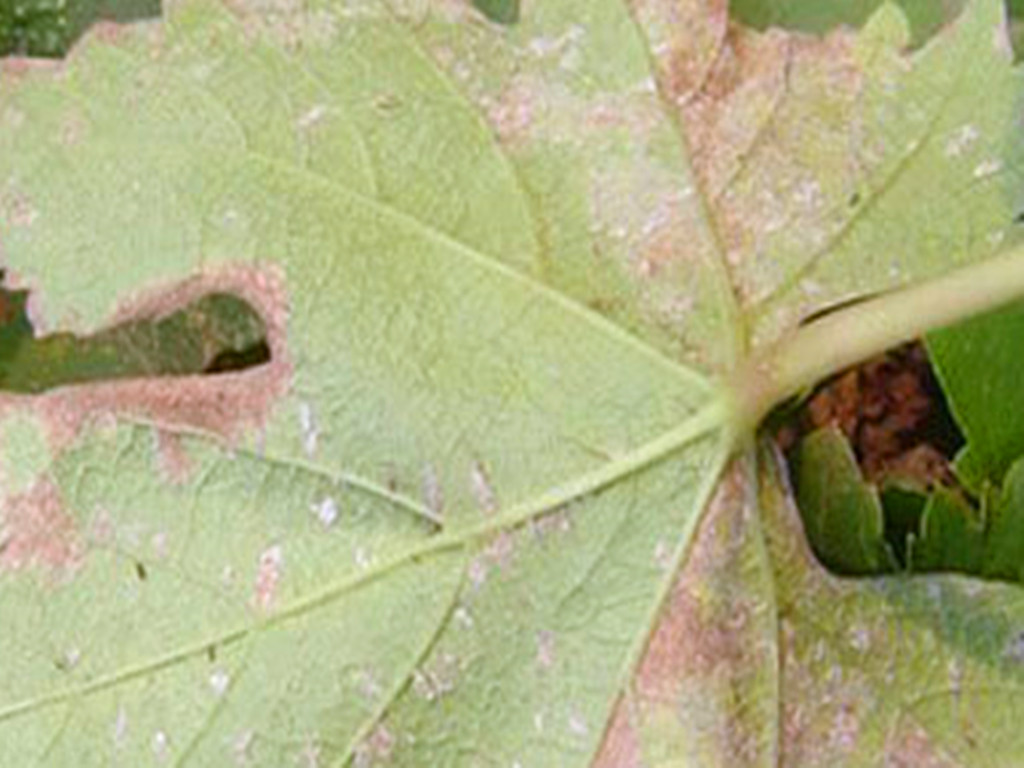 菊花常见病害有哪些,菊花好养吗病害多吗