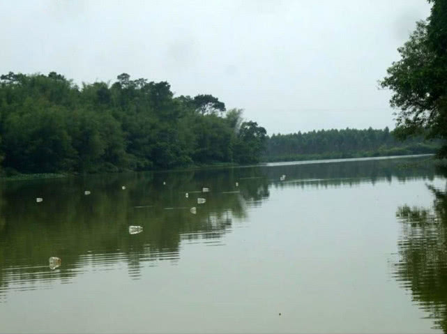 野生甲鱼的生活习性及钓法,20斤的野生甲鱼多少年能长这么大